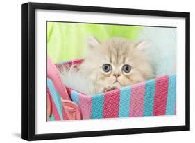 Persian Kitten in Basket-null-Framed Photographic Print