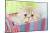 Persian Kitten in Basket-null-Mounted Photographic Print