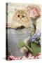 Persian Kitten in Flowerpot-null-Stretched Canvas