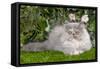 Persian Kitten in Garden Amongst Flowers-null-Framed Stretched Canvas