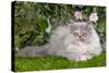 Persian Kitten in Garden Amongst Flowers-null-Stretched Canvas