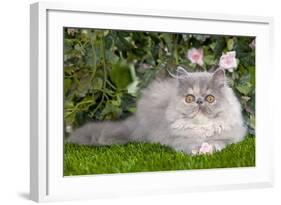 Persian Kitten in Garden Amongst Flowers-null-Framed Photographic Print