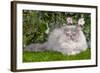 Persian Kitten in Garden Amongst Flowers-null-Framed Photographic Print