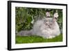 Persian Kitten in Garden Amongst Flowers-null-Framed Photographic Print