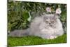 Persian Kitten in Garden Amongst Flowers-null-Mounted Photographic Print