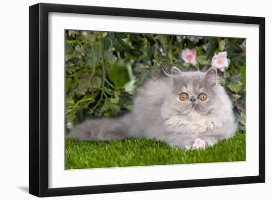 Persian Kitten in Garden Amongst Flowers-null-Framed Photographic Print