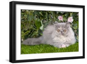 Persian Kitten in Garden Amongst Flowers-null-Framed Photographic Print