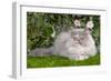 Persian Kitten in Garden Amongst Flowers-null-Framed Photographic Print