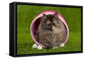 Persian Kitten in Pink Basket-null-Framed Stretched Canvas