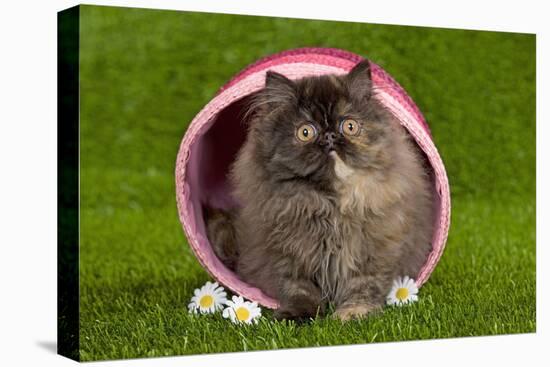 Persian Kitten in Pink Basket-null-Stretched Canvas