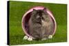Persian Kitten in Pink Basket-null-Stretched Canvas