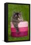Persian Kitten in Pink Basket-null-Framed Stretched Canvas