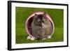 Persian Kitten in Pink Basket-null-Framed Photographic Print