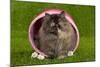 Persian Kitten in Pink Basket-null-Mounted Photographic Print