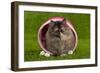 Persian Kitten in Pink Basket-null-Framed Photographic Print