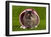 Persian Kitten in Pink Basket-null-Framed Photographic Print