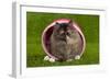 Persian Kitten in Pink Basket-null-Framed Photographic Print