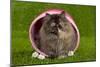 Persian Kitten in Pink Basket-null-Mounted Photographic Print