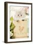 Persian Kitten in Pot-null-Framed Photographic Print