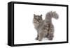 Persian Kitten in Studio Backview-null-Framed Stretched Canvas