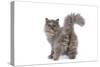 Persian Kitten in Studio Backview-null-Stretched Canvas