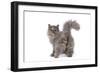 Persian Kitten in Studio Backview-null-Framed Photographic Print