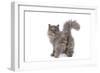 Persian Kitten in Studio Backview-null-Framed Photographic Print