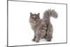 Persian Kitten in Studio Backview-null-Mounted Photographic Print