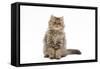 Persian Kitten in Studio-null-Framed Stretched Canvas