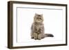 Persian Kitten in Studio-null-Framed Photographic Print