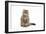 Persian Kitten in Studio-null-Framed Photographic Print