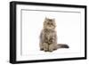 Persian Kitten in Studio-null-Framed Photographic Print