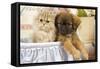 Persian Kitten with Tibetan Spaniel Puppy-null-Framed Stretched Canvas
