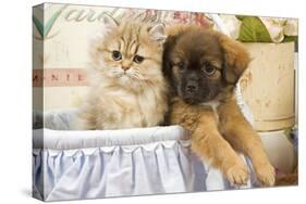 Persian Kitten with Tibetan Spaniel Puppy-null-Stretched Canvas