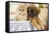 Persian Kitten with Tibetan Spaniel Puppy-null-Framed Stretched Canvas