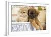 Persian Kitten with Tibetan Spaniel Puppy-null-Framed Photographic Print