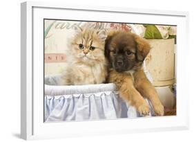 Persian Kitten with Tibetan Spaniel Puppy-null-Framed Photographic Print