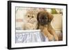 Persian Kitten with Tibetan Spaniel Puppy-null-Framed Photographic Print