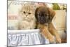 Persian Kitten with Tibetan Spaniel Puppy-null-Mounted Photographic Print