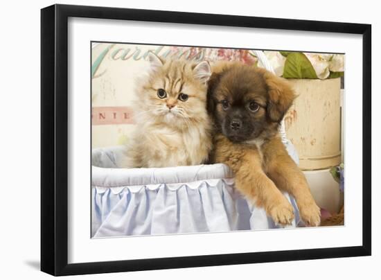 Persian Kitten with Tibetan Spaniel Puppy-null-Framed Photographic Print