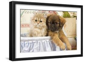 Persian Kitten with Tibetan Spaniel Puppy-null-Framed Photographic Print