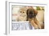 Persian Kitten with Tibetan Spaniel Puppy-null-Framed Photographic Print