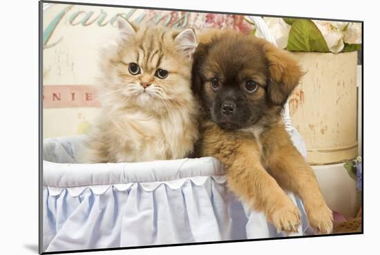 Persian Kitten with Tibetan Spaniel Puppy-null-Mounted Photographic Print