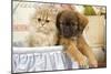 Persian Kitten with Tibetan Spaniel Puppy-null-Mounted Photographic Print