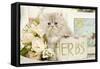 Persian Kitten-null-Framed Stretched Canvas