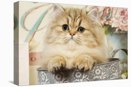 Persian Kitten-null-Stretched Canvas