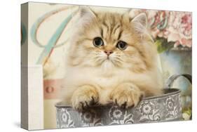 Persian Kitten-null-Stretched Canvas