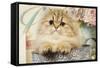Persian Kitten-null-Framed Stretched Canvas