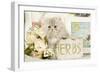 Persian Kitten-null-Framed Photographic Print