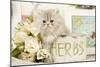 Persian Kitten-null-Mounted Photographic Print